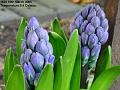2005-0310hyacinth